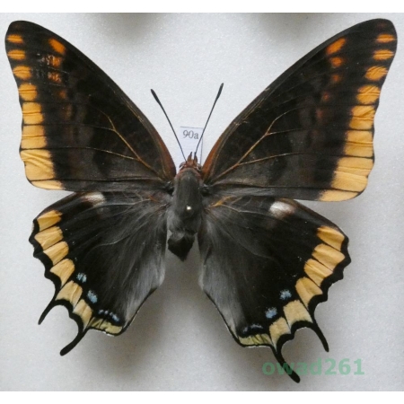 Charaxes jasius (Linnaeus, 1767) female Croatia 77mm90a